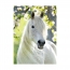 Пазл Грациозная белая лошадь, 500 деталей